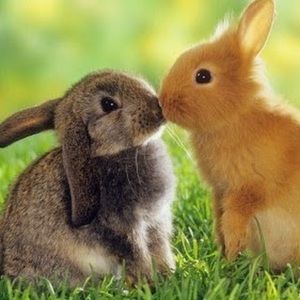 Meet your Posher, Genevieve